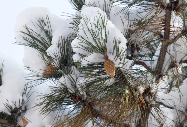 Télen a hóban fenyő — Stock Fotó