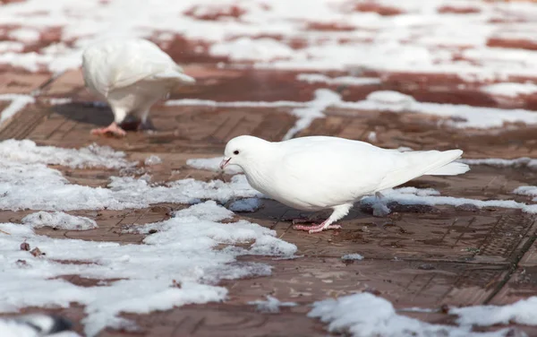 겨울에는 자연에 흰색 비둘기 — 스톡 사진