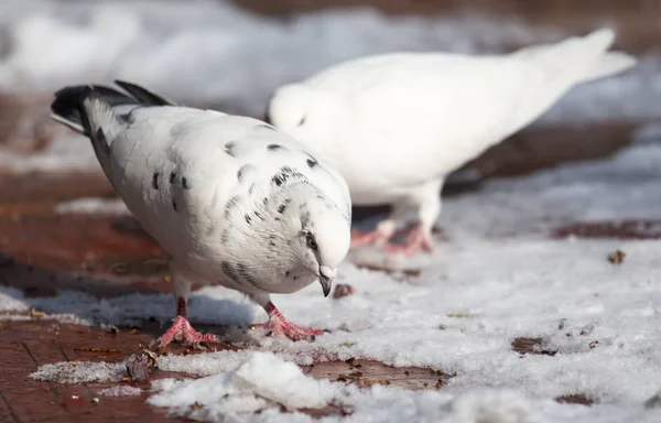 Weiße Taube im Winter in der Natur — Stockfoto