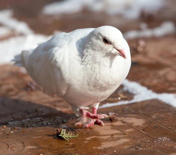 Weiße Taube im Winter in der Natur — Stockfoto