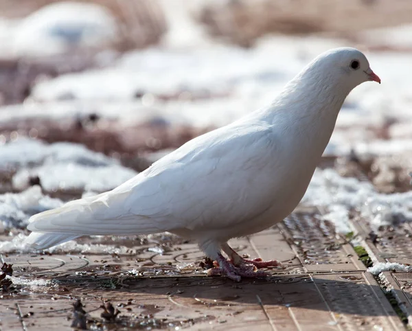 Valkoinen kyyhkynen luonnossa talvella — kuvapankkivalokuva