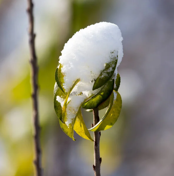 Feuilles sur un arbre en hiver — Photo