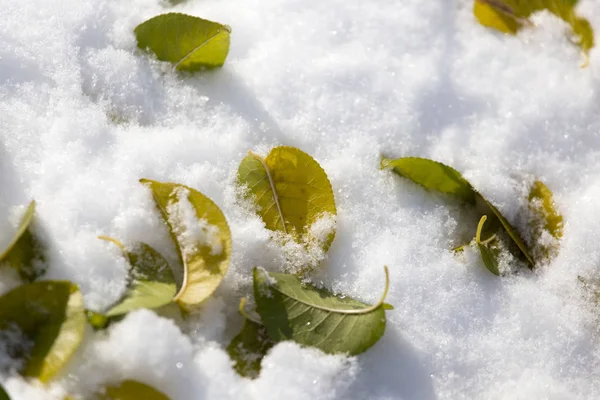 Feuilles reposent sur la neige en hiver — Photo