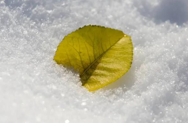 Bladeren liggen in de sneeuw in de winter — Stockfoto