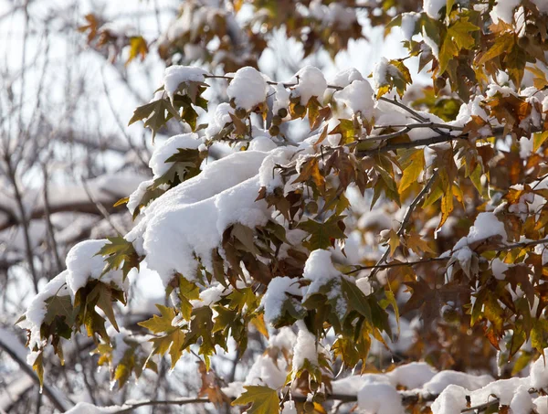 Bladen på ett träd i vinter — Stockfoto