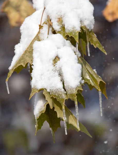 Leaves on a tree in winter — Stock Photo, Image