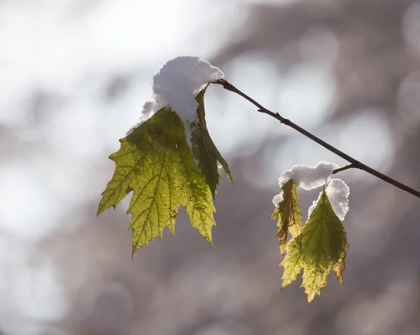 Bir ağacı kışın yapraklarda — Stok fotoğraf