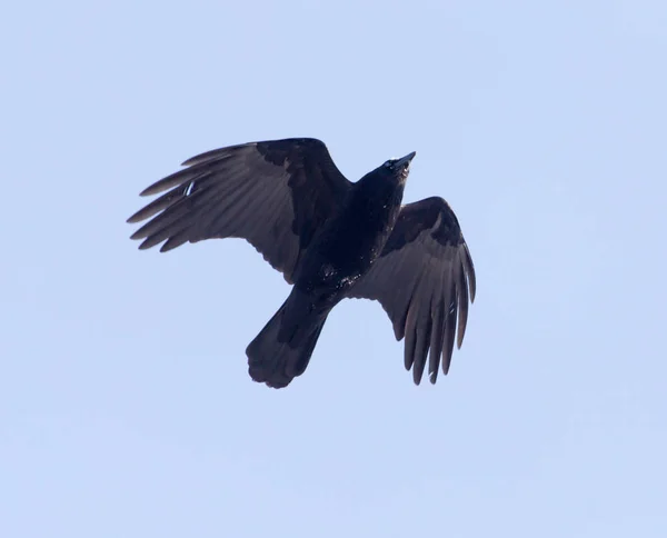 Vrány letí na obloze — Stock fotografie