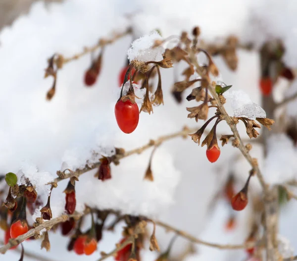 Röd paprika i snön — Stockfoto