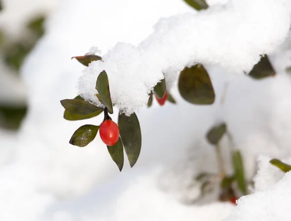 Röd paprika i snön — Stockfoto