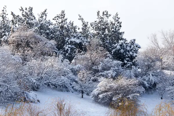 Bäume im Schnee im Winter — Stockfoto