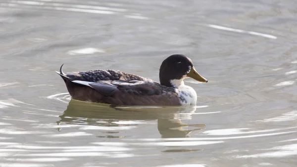 Anatra nuota nel lago — Foto Stock