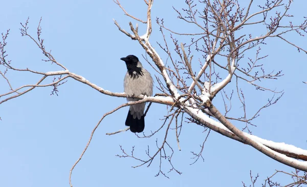 Cuervo en el árbol — Foto de Stock