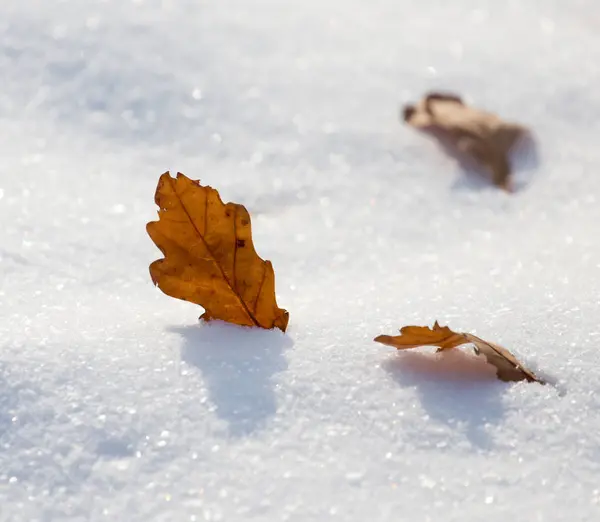 Feuilles reposent sur la neige en hiver — Photo