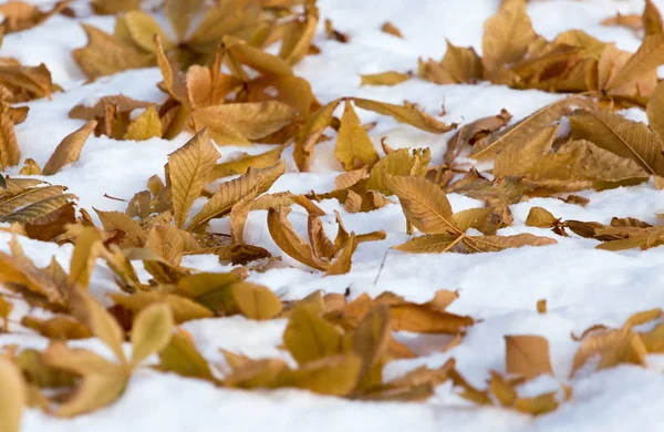 Folhas jazem na neve no inverno — Fotografia de Stock