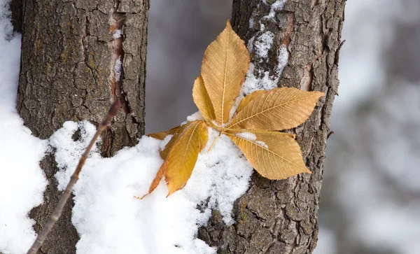 Feuilles reposent sur la neige en hiver — Photo