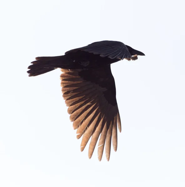 Corvos voando no céu — Fotografia de Stock