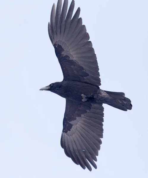 Kråkorna flyger i himlen — Stockfoto