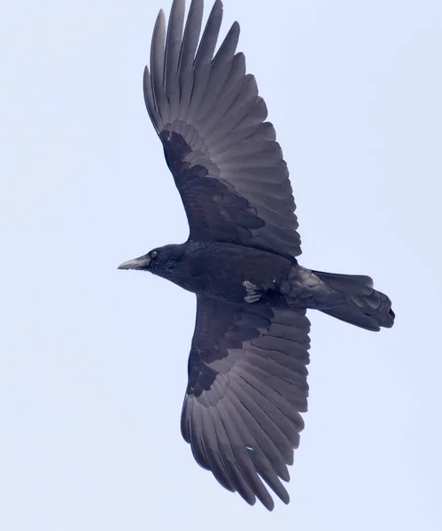 Corvos voando no céu — Fotografia de Stock