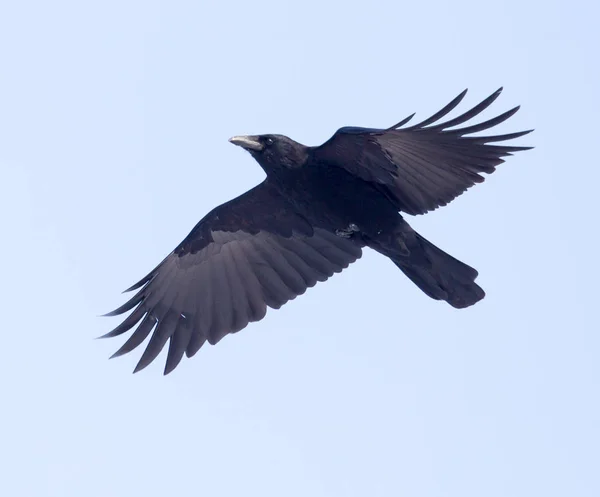 Cuervos volando en el cielo — Foto de Stock