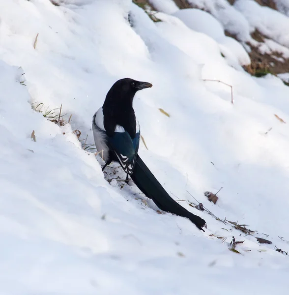 Un uccello nella neve — Foto Stock