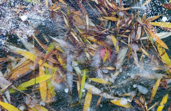 Buz tabakasının altında