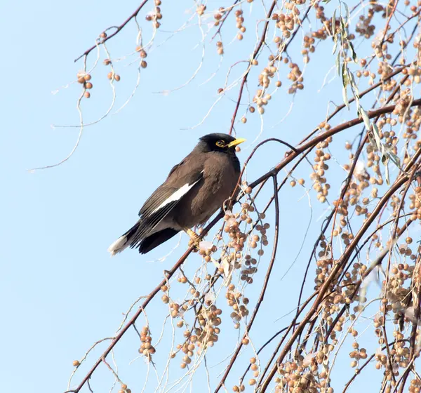 Estornino en un árbol en invierno — Foto de Stock