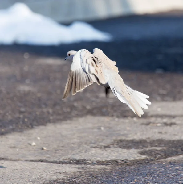 Taube im Winter in der Natur — Stockfoto