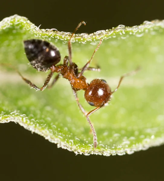 Karınca doğada. Makro — Stok fotoğraf