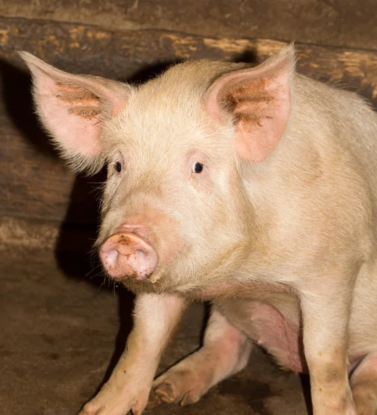 Портрет свинофермы — стоковое фото