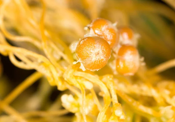 种子黄色植物寄生虫 — 图库照片