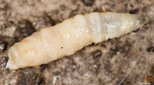 Witte larven in de natuur. macro — Stockfoto