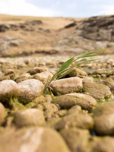 açık havada kayalarda çimen