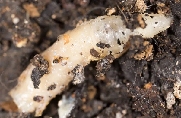 White grubs in nature. macro — Stock Photo, Image