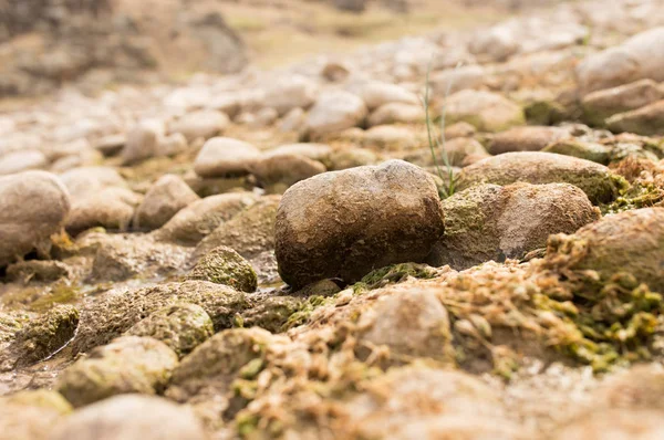 Stenen in de rivier in de natuur — Stockfoto