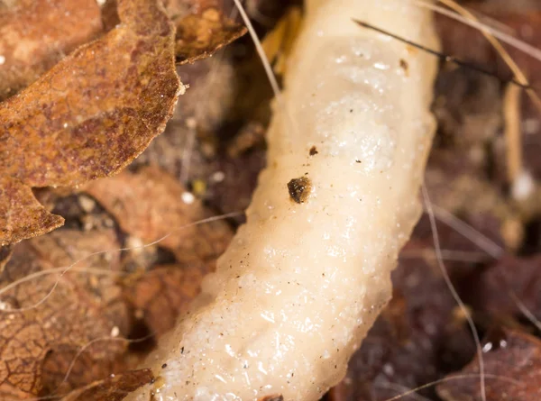 Beyaz doğada larvalar. makro