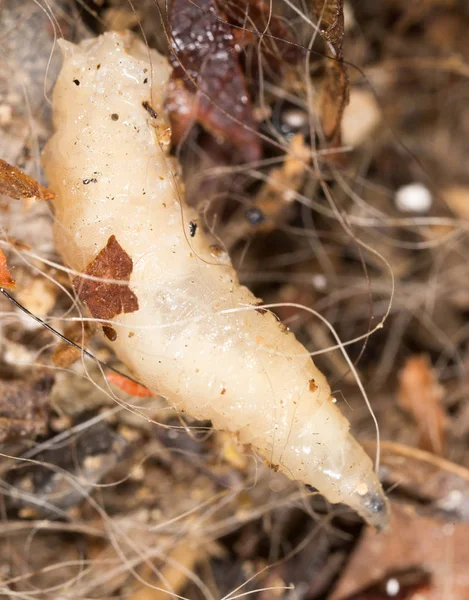 Vita larver i naturen. makro — Stockfoto