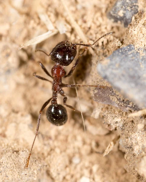 karınca doğada. Makro