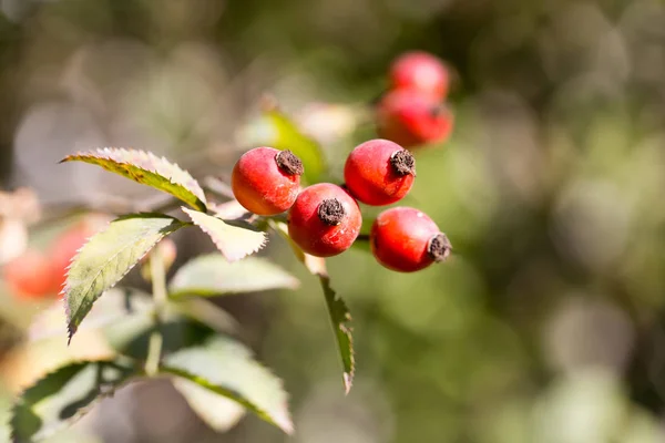 Rosa mosqueta roja en la naturaleza —  Fotos de Stock