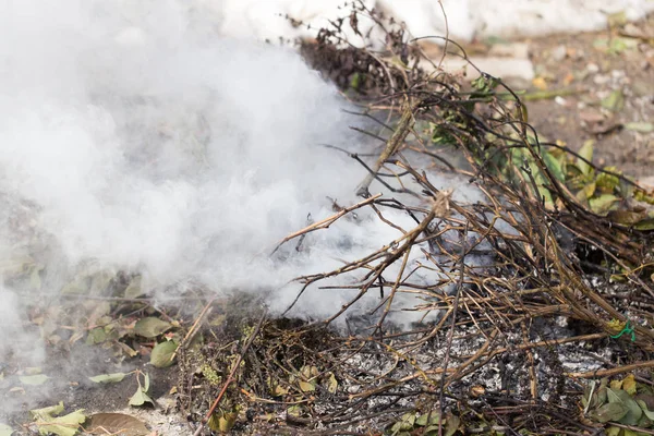 El humo de las hojas en la naturaleza —  Fotos de Stock