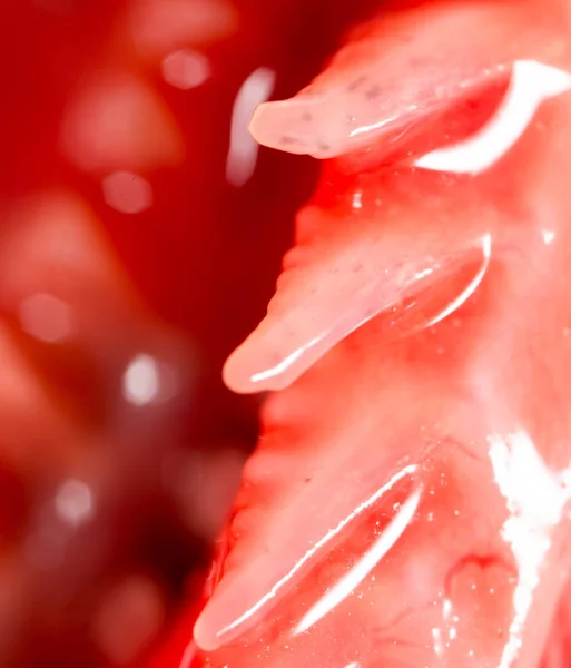 Branchie rosse di pesce come sfondo. macro — Foto Stock