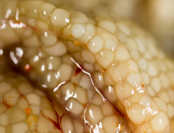 Uova di pesce fresco come sfondo. macro — Foto Stock