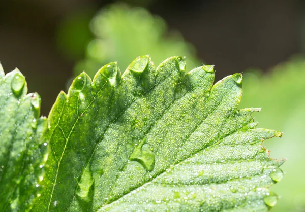 Gotas de orvalho em uma folha verde — Fotografia de Stock