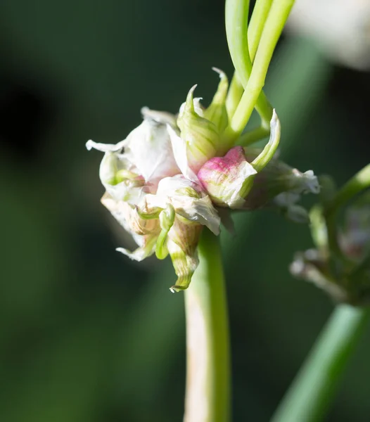 Onion seeds on the nature — Stock Photo, Image