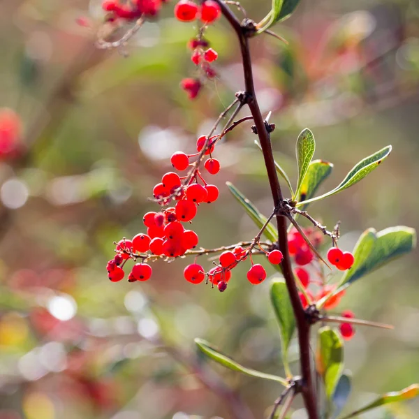 Röd Berberis på naturen — Stockfoto