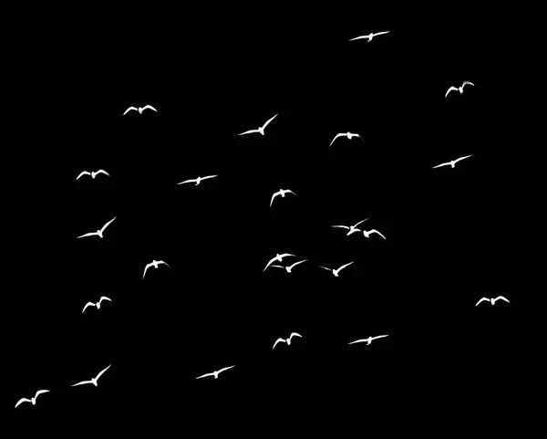 Silhouette d'un troupeau d'oiseaux sur fond noir — Photo
