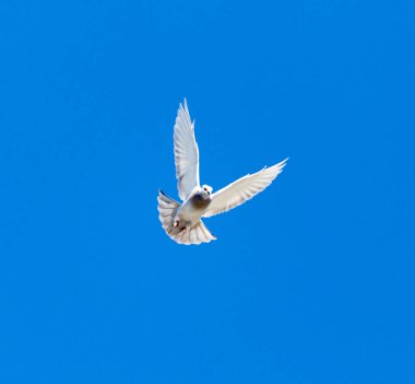 Mavi gökyüzüne karşı uçan bir güvercin