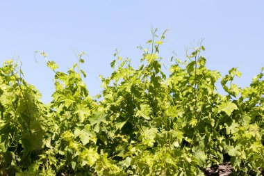 Üzüm dalları mavi gökyüzünün arka planında