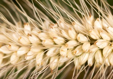 çim tohumu kulak. Makro