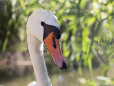 Hayvanat bahçesinde beyaz kuğu
